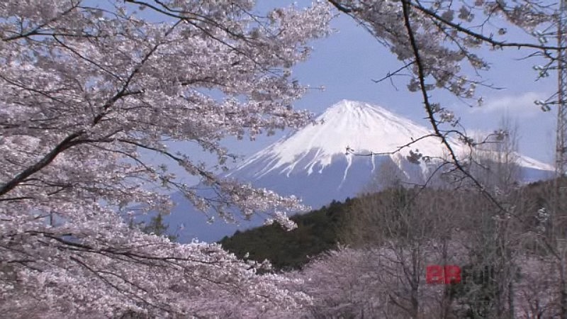 the mt.fuji and cherry blossoms of the iwamotoyama park