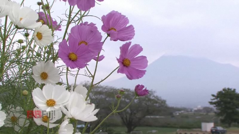 the mt.fuji and cosmos flower
