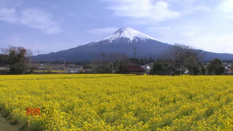 the mt. fuji and a rape blossoms field