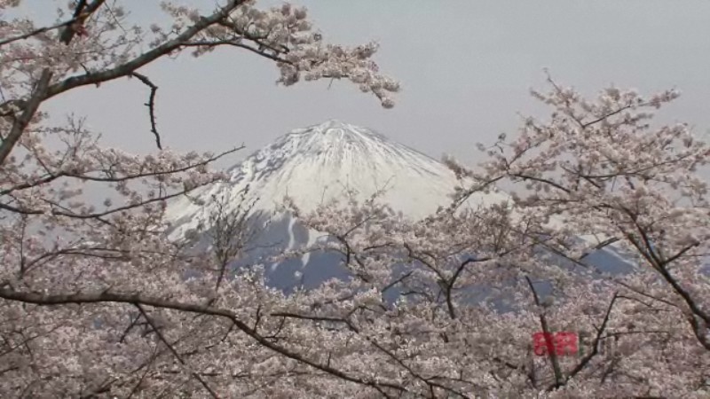 the mt.fuji and cherry blossoms in the taisekiji temple